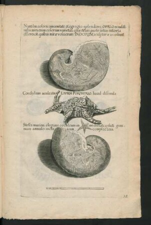 Nautilus