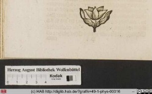 [Blüte]