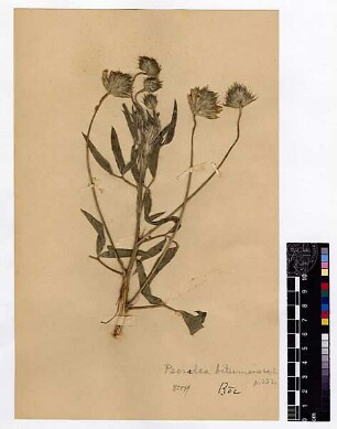 Leguminosae Psoralea bituminosa Linné, Carl von (1707 - 1778) [Ror, roor]