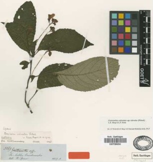 Besleria calceolus K.Fritsch [isotype]