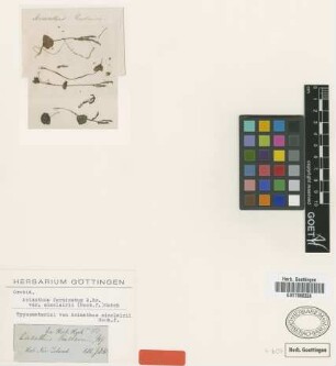 Acianthus sinclairii Hook.f. [type]