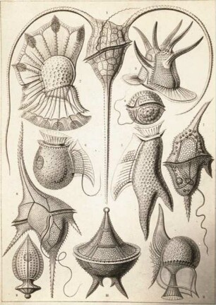 Geisselhütchen aus Ernst Haeckel, Kunstformen der Natur, Tafel 14