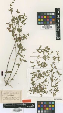 Euphorbia campestris Cham. & Schltdl. var. subpuberula Greenm.[type]