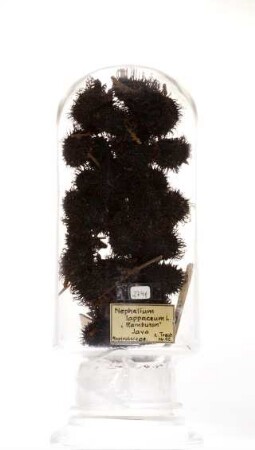 Nephelium lappaceum L. aus Java (Indonesien)