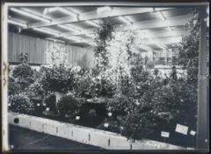Karlsruhe, Bundesgartenschau (BUGA) 1967, Nelken