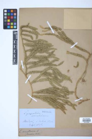 Lycopodium annotinum annotinum L.