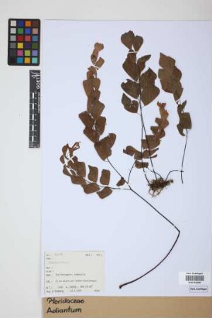 Adiantum