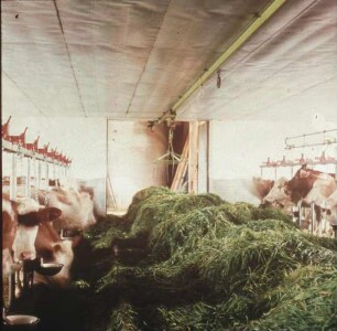 Fotografie: Fütterungstechnik, Futtervorlage, Grünfutter, Greiferanlage