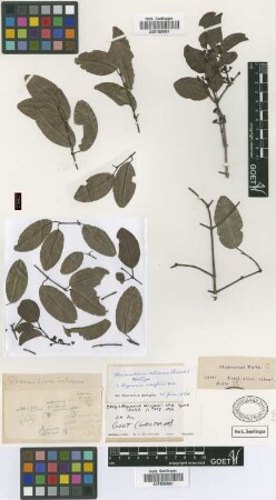 Rhamnidium retusum Griseb. [syntype]