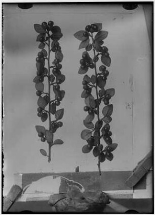 Gemeine Zwerg- oder Felsenmispel (Cotoneaster), fruchtende Zweige