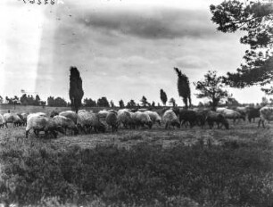 Schafherde : Eine Herde Schafe in der Lüneburger Heide.