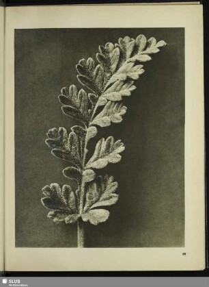 Erodium chrysanthum. Reiherschnabel, Hirtennadel. Junges Blatt in 6facher Vergrößerung