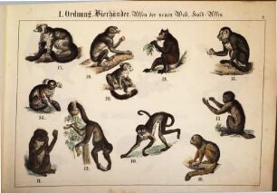 Hand-Bilder-Atlas zur Naturgeschichte der Säugethiere : Mit erläuterndem Text