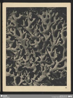 Parmelia conspersa - Schildflechte (11mal vergrößert)