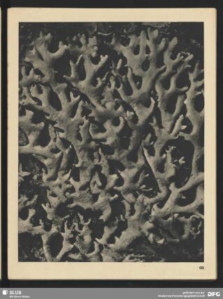 Parmelia conspersa - Schildflechte (11mal vergrößert)