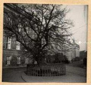Potsdam, Bittschriften-Linde vor dem Stadtschloss