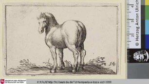 [Stehendes Pferd nach links, von hinten gesehen; Standing Horse Viewed from the Rear]