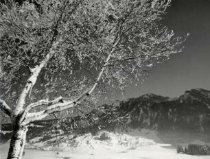 Am Grünten im Allgäu