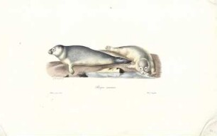 Phoque commun [bis] Helamys