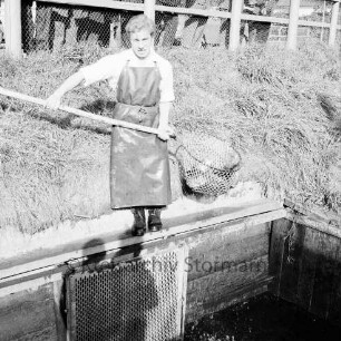 Karpfenfest: Heimstättenstraße: an den Fischhältern: Karpfenverkauf: Verkaufer schöpft Fisch mit Kescher aus Hälter: oben Zuschauer an Straßengeländer, 10. Oktober 1965