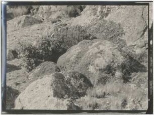 Baccharis spec. im Queñual von "Cuevas calientes"