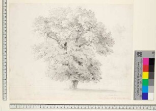 Baumstudie in den Cascine von Florenz