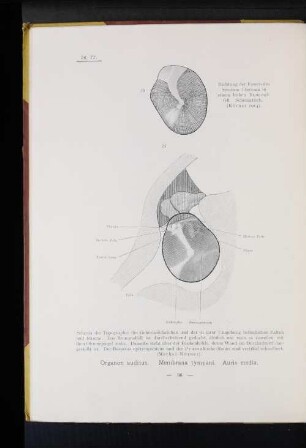Organon auditus. Membrana tympani. Auris media.