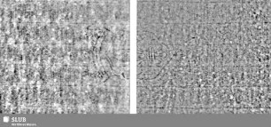 Lilienschild + IESV / LW = Bd.1, S.103/104+Bd.2, S.83/84