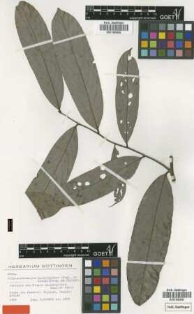 Uvaria microtricha Engl. & Diels [isotype]
