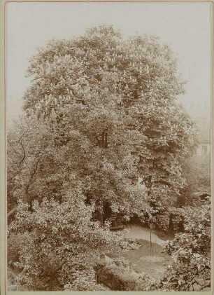Kastanienbaum in Brockes-Garten am Besenbinderhof