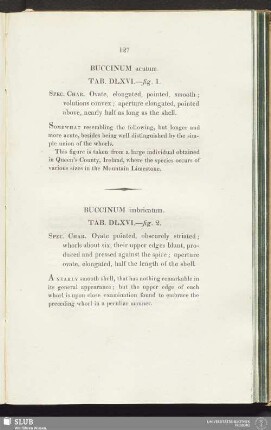 Buccinum acutum. Tab. DLXVI.—fig. 1