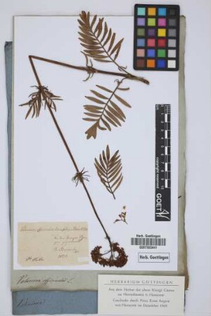 Valeriana officinalis tenuifolia Rom. et Schu.