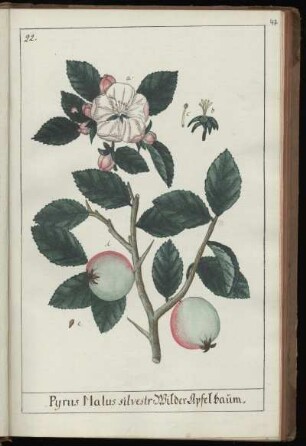 22. Pyrus Malus silvestr. Wilder Apelbaum