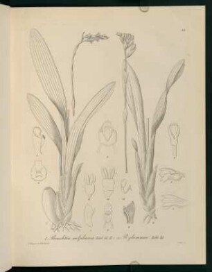 29r-29v, Brachtia sulphurea...