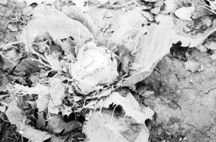 Bukarest (Rumänien): von Raupen zerfressener Weißkohl