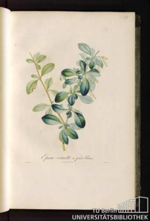 Pl. XII. Épine-vinette à fruit blanc.