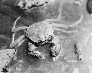 Weinböhla, Krabbe : Weinböhla. Wollhandkrabbe an der Elbe