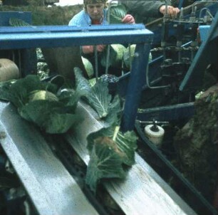 Fotografie: Gartenbautechnik-Freiland, Erntetechnik, Kopfkohl