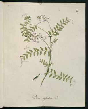 Vicia sylvatica L.