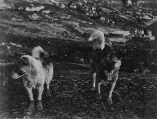 Schlittenhunde : Zwei Schlittenhunde der Karajakstation