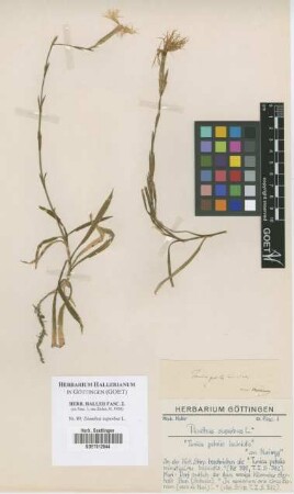 Dianthus superbus L.