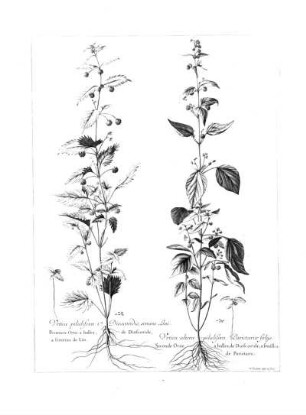 Urtica Altera Pilulifera Parietariae Foliis