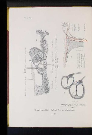 62 Blutgefäße der Schnecke. Schematischer Durchschnitt. (Siebenmann 1894.)