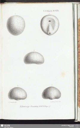 T. Crétacés, Pl. 835