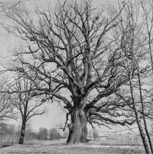 Rieseneiche von Niedergurig : An den Niederguriger Teichen. Rieseneiche von Niedergurig