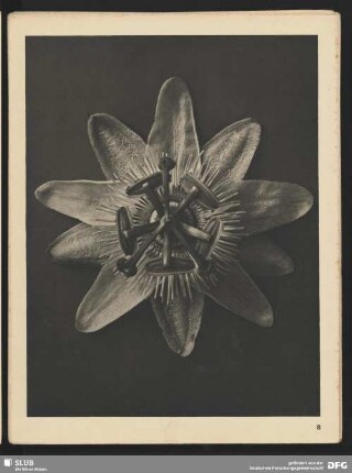 Passiflora - Passionsblume (4mal vergrößert)