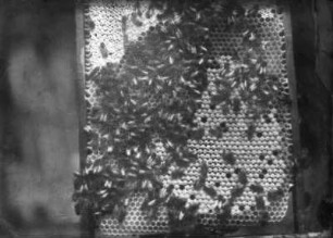 Bienen. Honigwabe mit Bienen