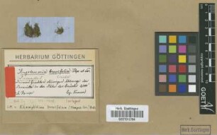 Aongstroemia brevifolia Hampe & Lorentz [isotype]