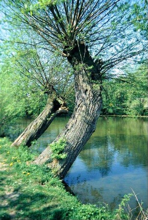 Weiden am "Alten Teich" in der Morgensonne