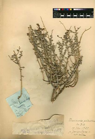 Tamaricaceae Reaumuria palaestina Boissier, Edmond (1810 - 1885) [Jericho, Tell es-Sultan, Yeriho]